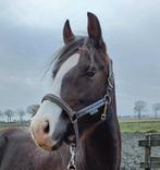 Welsh x tinker grote C braaf!, Merrie, B, Gechipt, Dressuurpony