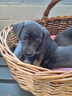 3 mooie blue and tan jack russell puppies, Dieren en Toebehoren, Honden | Jack Russells en Terriërs, Jack Russell Terriër, 8 tot 15 weken