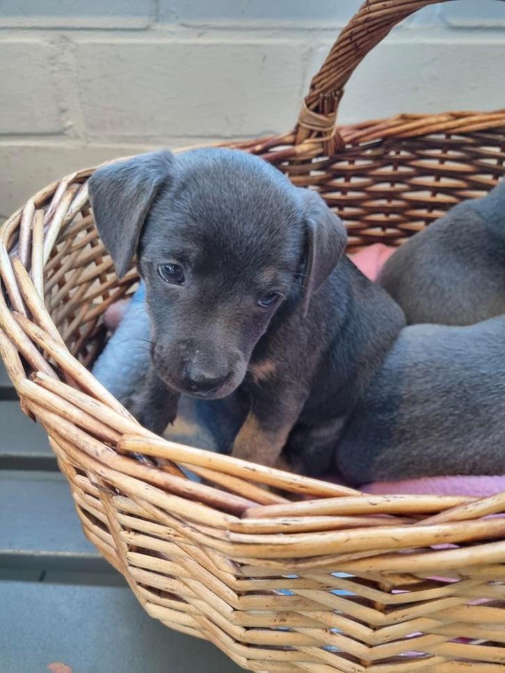 3 mooie blue and tan jack russell puppies, Dieren en Toebehoren, Honden | Jack Russells en Terriërs, Teef, Jack Russell Terriër
