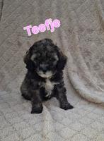 Toy poedel pups ️, Dieren en Toebehoren, Honden | Chihuahua's en Gezelschapshonden, Poedel, Rabiës (hondsdolheid), 8 tot 15 weken