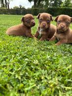 Jackrussels pups chocotan bruin, Dieren en Toebehoren, Honden | Jack Russells en Terriërs, Jack Russell Terriër, Meerdere, Meerdere dieren