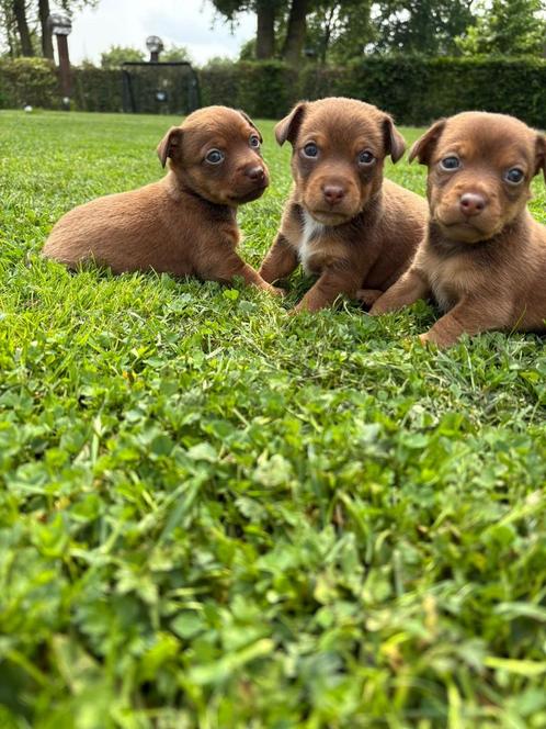 Jackrussels pups chocotan bruin 2x reu, Dieren en Toebehoren, Honden | Jack Russells en Terriërs, Meerdere dieren, Jack Russell Terriër