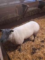 bleu du maine ram te koop, Dieren en Toebehoren, Schapen, Geiten en Varkens, Mannelijk, Schaap