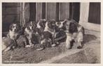 668H Sint Bernhard met jongen, Ophalen of Verzenden, 1920 tot 1940, Gelopen, Hond of Kat