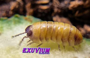 Armadillidium badium High Yellow isopods (nieuw lijn) beschikbaar voor biedingen