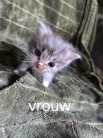 Kittens, Dieren en Toebehoren, Meerdere dieren