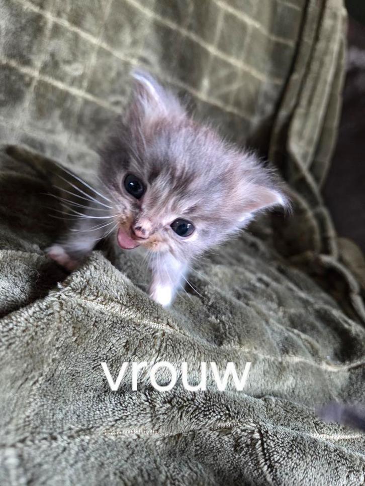 Kittens, Dieren en Toebehoren, Katten en Kittens | Overige Katten, Meerdere dieren