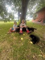 Sheprador pups - Labrador X Duitse herder, Dieren en Toebehoren, Honden | Retrievers, Spaniëls en Waterhonden, België, Particulier