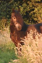 Te koop lieve grote shetlander ruin, Dieren en Toebehoren, Pony's, Gechipt, Ruin, Niet van toepassing, A pony (tot 1.17m)