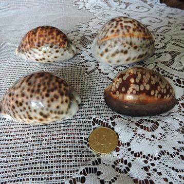 Vier kauri schelpen Cypraea Mauritiana en pantherina beschikbaar voor biedingen