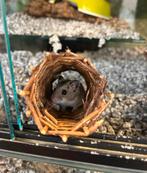 Chineze dwerghamster, Dieren en Toebehoren, Hamster, Augustus, Mannelijk, Tam