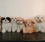 Mooie Boomer pups ShihTzu x Maltezer ️, Dieren en Toebehoren, Honden | Chihuahua's en Gezelschapshonden, CDV (hondenziekte), Nederland