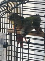 2 jonge pyrrhuras, Dieren en Toebehoren, Vogels | Kanaries, Vrouwelijk, Zangkanarie