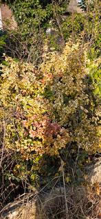 Gratis Kardinaalsmuts, Tuin en Terras, Ophalen, Vaste plant, Overige soorten, Volle zon