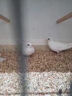 Witte senegal duiven, Meerdere dieren, Overige soorten
