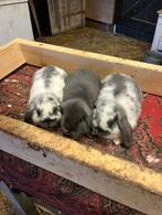 NHD jonge konijnen, Meerdere dieren, Dwerg, 0 tot 2 jaar, Hangoor