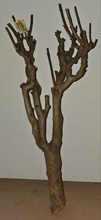 Decoratie stam, Ophalen