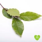 Laurier, Ophalen of Verzenden