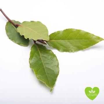 Laurier  beschikbaar voor biedingen