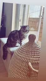 Britse Korthaar – 2 jaar oud – Vrouwtje te koop, Poes