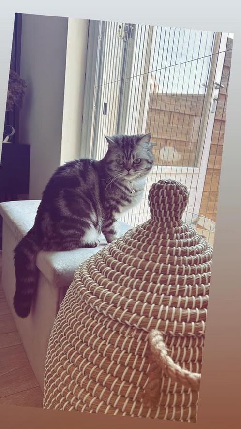 Britse Korthaar – 2 jaar oud – Vrouwtje te koop, Dieren en Toebehoren, Katten en Kittens | Raskatten | Korthaar, Poes