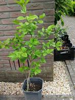 Kardinaalsmuts, Overige soorten, Lente, Minder dan 100 cm, Ophalen