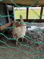 Haan en twee kippen, Dieren en Toebehoren, Pluimvee, Meerdere dieren, Kip