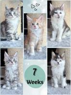 Maine coon babies, Dieren en Toebehoren, Katten en Kittens | Raskatten | Langhaar, Meerdere dieren, Gechipt, 0 tot 2 jaar