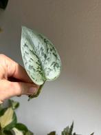 Scindapsus silver lady, stek, meerdere beschikbaar, Ophalen of Verzenden, Overige soorten, Minder dan 100 cm