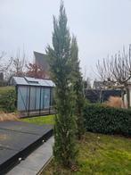 2x Italiaanse Cipres - 3.5 tot 4 meter hoog, Tuin en Terras, Planten | Bomen, Bloeit niet, Overige soorten, 400 cm of meer, Ophalen