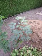 Jonge esdoorn, Tuin en Terras, Bloeit niet, Overige soorten, 100 tot 250 cm, Ophalen