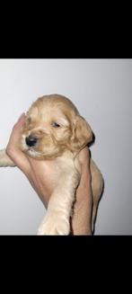 Cockapoo F1 pups 3,5 week oud (OUDERS GETEST), Dieren en Toebehoren, Januari, Meerdere dieren