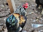 Twee gratis kippen, Dieren en Toebehoren, Pluimvee, Mannelijk, Kip