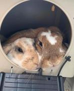 Super lief koppeltje (man + vrouw) zoekt 5* huis, Dieren en Toebehoren, Januari, Meerdere dieren, Overige typen, Tam
