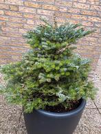 Witte gekrulde dwerg den pre bonsai, Ophalen of Verzenden, Zomer, Overige soorten, Volle zon