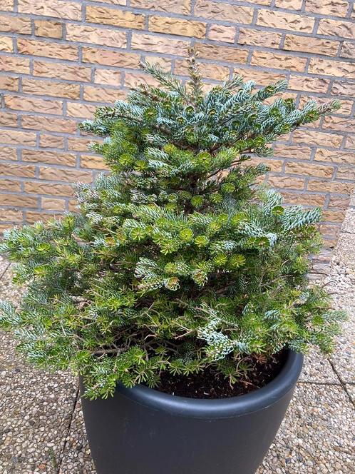 Witte gekrulde dwerg den pre bonsai, Tuin en Terras, Planten | Tuinplanten, Overige soorten, Volle zon, Zomer, Ophalen of Verzenden