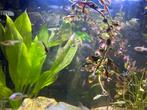 Endler guppy’s te koop, Vis