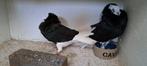 Te koop sierduiven Oudhollands kapucijnen duiven, Dieren en Toebehoren, Vogels | Duiven, Meerdere dieren, Overige soorten