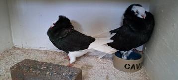 Te koop sierduiven Oudhollands kapucijnen duiven  beschikbaar voor biedingen