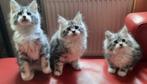 Lieve Maine Coon Kittens, Meerdere dieren