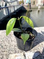 Hoya Leytensis 240829 (RC), Ophalen, Overige soorten, Halfschaduw, Minder dan 100 cm