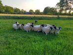 Gezocht omgeving Heino,weidegang, begrazing schapen, Dieren en Toebehoren, Weidegang