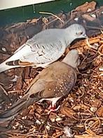 Diamantduifjes, Dieren en Toebehoren, Vogels | Overige Vogels, Meerdere dieren, Tropenvogel