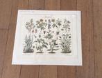 Drie mooie oude litho’s uit 1920, Antiek en Kunst, Kunst | Litho's en Zeefdrukken, Ophalen of Verzenden