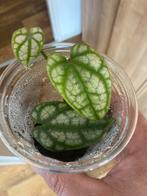 Terrariumplant Piper sylvaticum, Ophalen of Verzenden, Overige soorten, Minder dan 100 cm