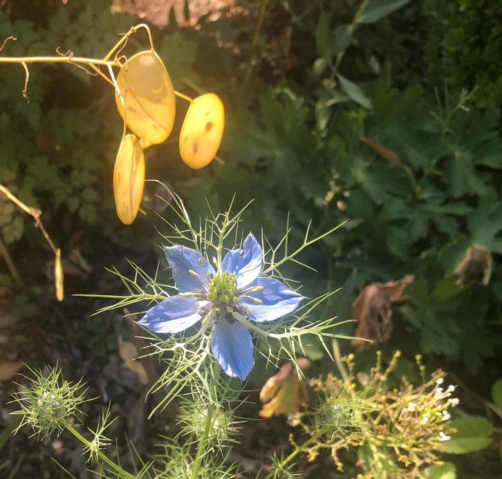 Juffertje in ‘t Groen, Tuin en Terras, Bloembollen en Zaden, Volle zon, Ophalen of Verzenden