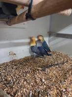 Tamme agapornis. 2 stuks., Dieren en Toebehoren, Vogels | Parkieten en Papegaaien, Meerdere dieren, Dwergpapegaai of Agapornis