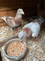 Postduiven, Dieren en Toebehoren, Vogels | Duiven, Meerdere dieren, Postduif