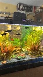 Black molly’s, Dieren en Toebehoren, Vissen | Aquariumvissen, Vis