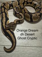 Koningspython ballpython Orange Dream dh DG Cryptic man, Dieren en Toebehoren, Reptielen en Amfibieën, Slang